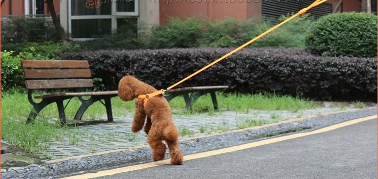 Pet Supplies Dog Accessories Rechargeable Colourful LED Light Dog Harness