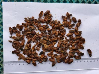 Dried Silkworm Pupae for Poultry/Aquarium Fish/Hamster/Reptiles Feeding