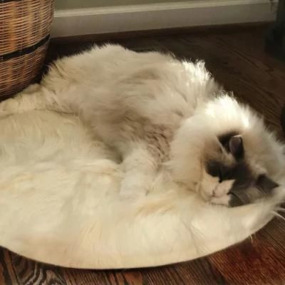 Faux Fur Shaggy Long Hair Cat Bed Mat Sheepskin Padded Throw Rug