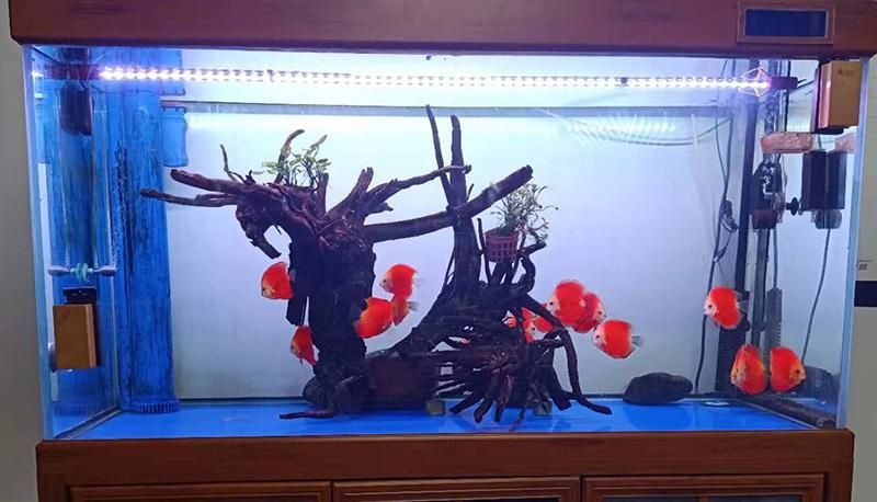 RGB LED Submersible Lamp for Lighting and Decoration in Tank