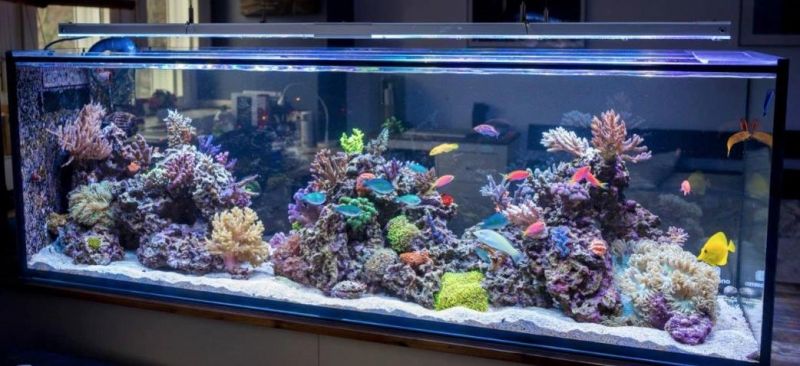 High Quality Fish Aquaria Tank with Acrylic Board