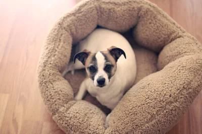 Deep Dish Cuddler Dog &amp; Cat Bed Best Dog Beds