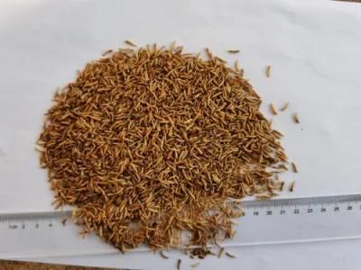 Maggot Larvae for Birds/Ornamental Fish/Hamster/Reptiles Feeding