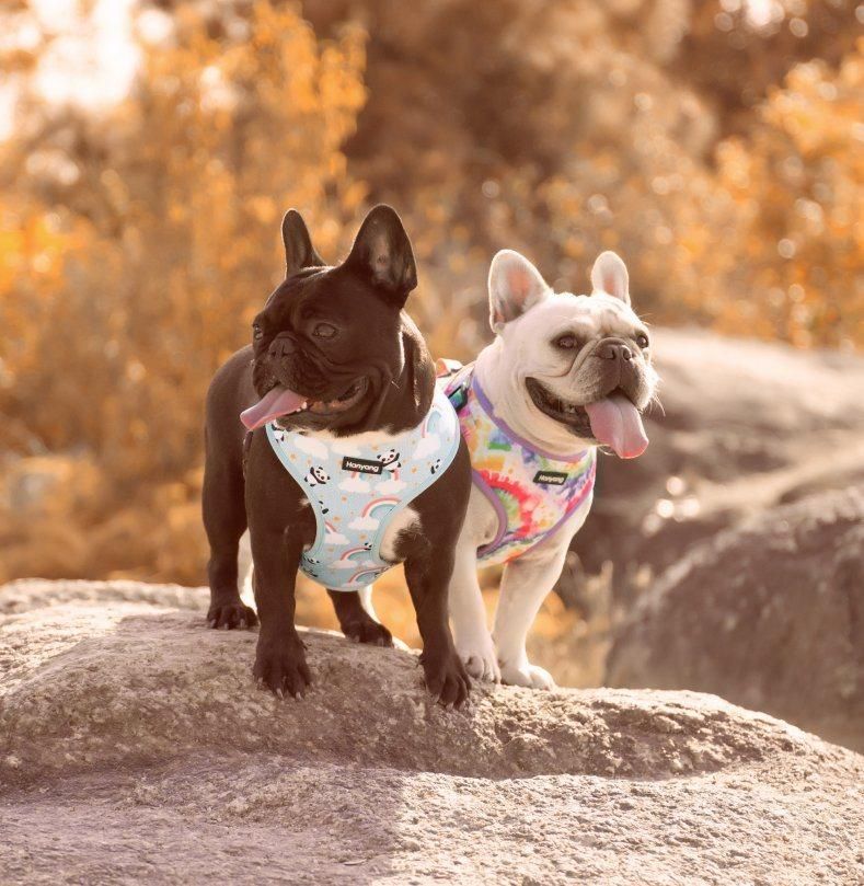 OEM/ODM Dog Products Sublimation Print Pet Harness Leash Treat Bag Accessories Set Custom Logo Pet Supply Dog Chest Harness