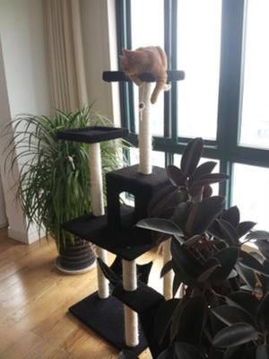 Cat Jumping Toy with Ladder Scratching Wood Climbing Tree for Cat Climbing Frame Cat Furniture Scratching Tree