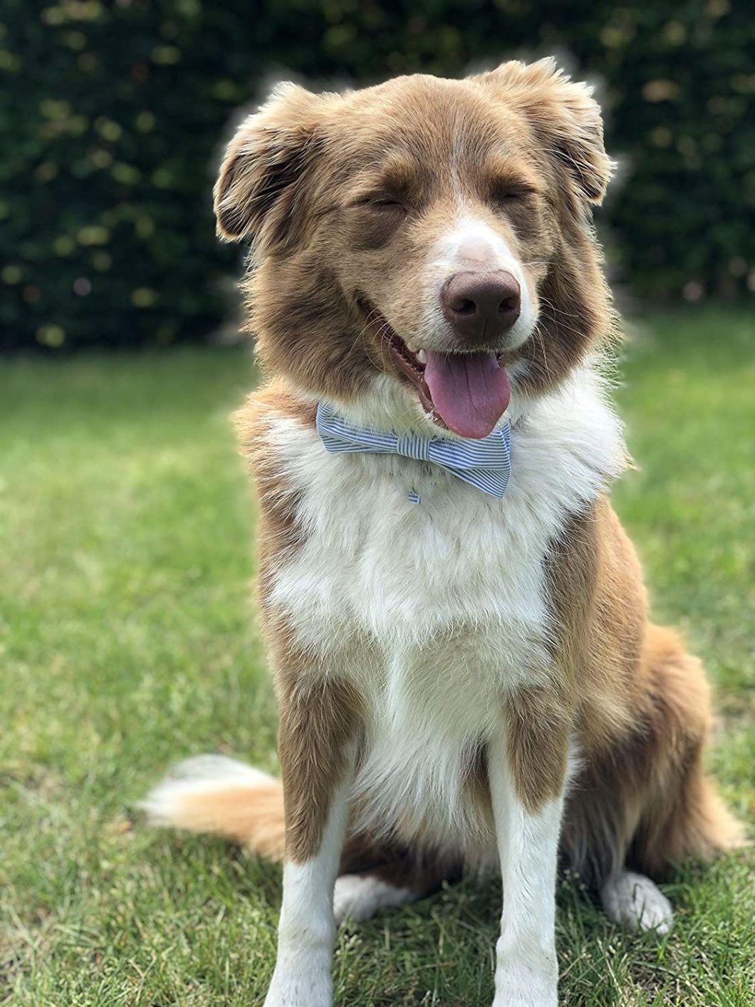 Unique Style Pattern Dog Collar with Bow Tie