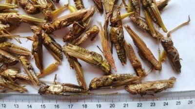 Petstrong Natural Grasshopper for Poultry/Reptiles Feed