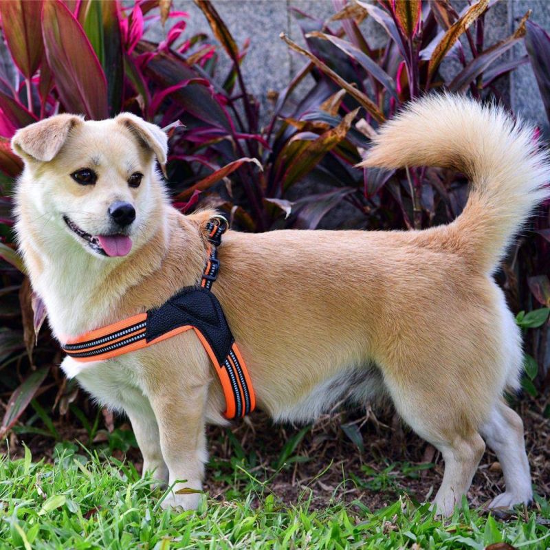 Easy to Use Mesh Padding Dog Harness