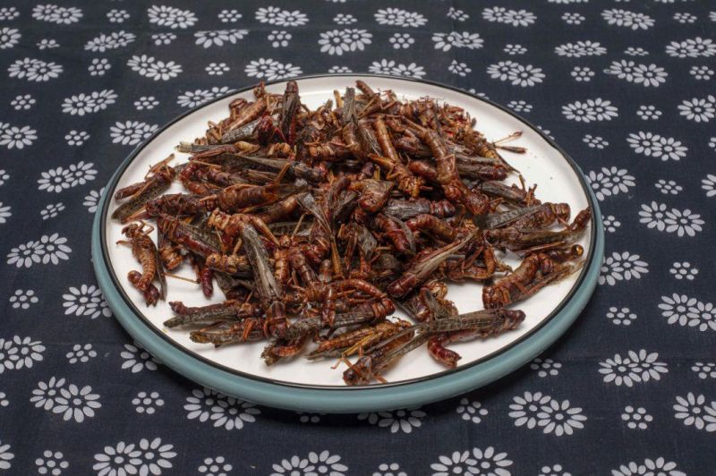 High Protein Fresh Grasshopper for Fish Feed