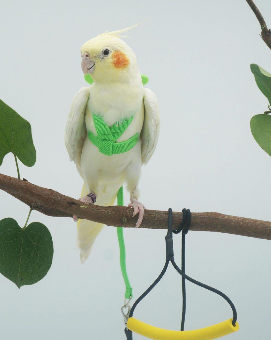 Parrot Flying Rope PU + Elastic Cotton