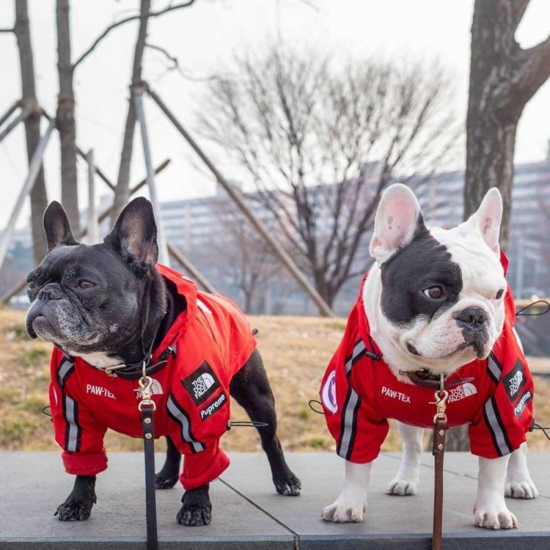 New Style High Quality Factory Dog Cool Funny Clothes for Large Dog Pet Jacket