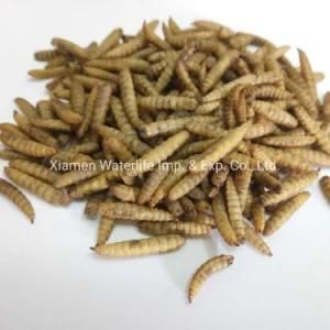 Dried Black Soldier Fly Larvae