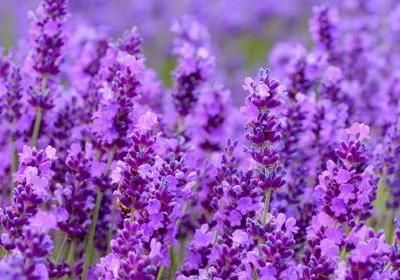 Lavender Cat Litter Deodrant (003)