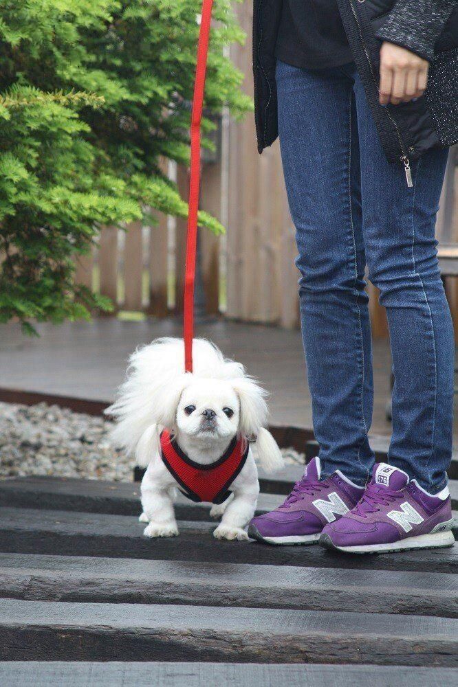 Authentic Soft Dog Harness Made out of 100% Polyester
