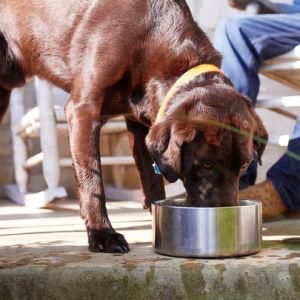 Double Wall Stainless Steel Pet Bowl Doggie Bowl