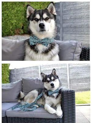 Metal Rose Gold Release Buckle Adjustable Dog Collars Bow Tie Collares/Customizable Adjustable Rose-Gold Dog Tie