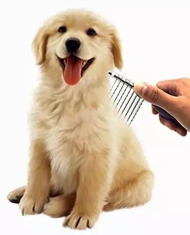 Cat Dog Stainless Steel Grooming Comb Dog Brush