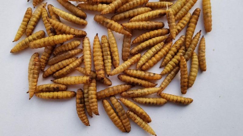 Pet Food Dried Black Soldier Fly Larvae (BSF)