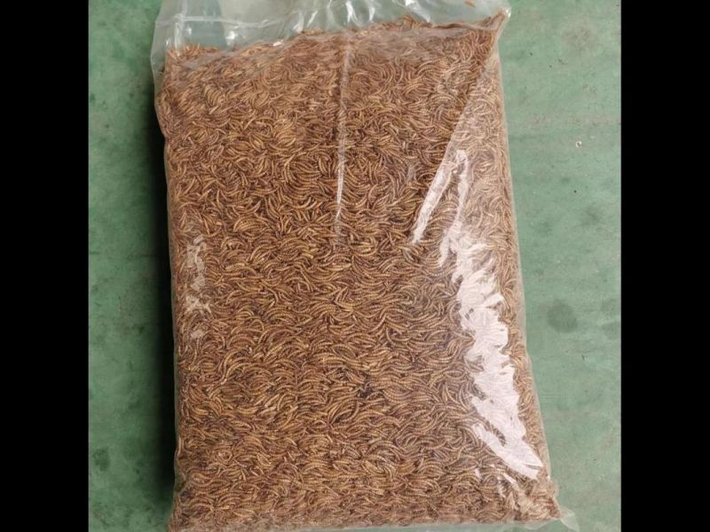 High Nutrition Mealworms for Poultry Chicken Feed