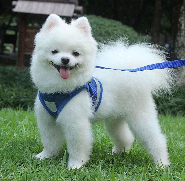 Hot Selling Factory Wholesale Custom Logo PVC Dog Collar and Leash Harness Sets