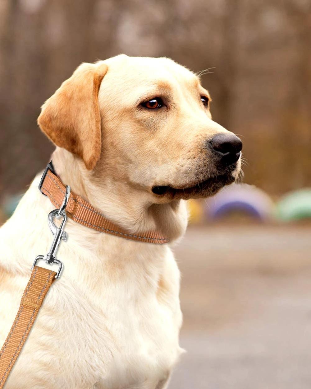 Reflective Nylon Webbing Dog Collar with 12 Colors Option