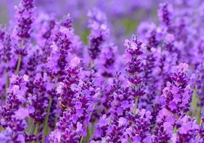 1-2mm Lavender Scent Irregular Bentonite Cat Litter