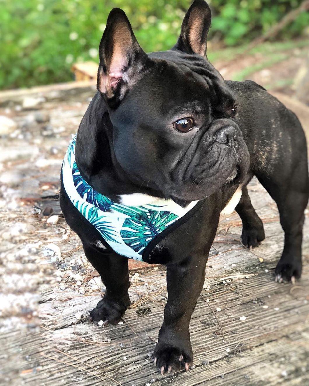 Pet Product Luxury Soft Nylon Printed Reversible Pet Dog Harness