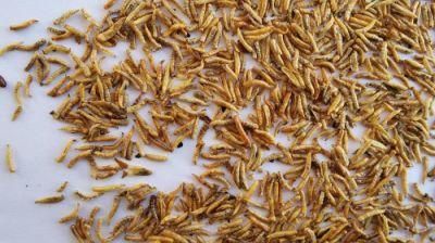 Dried Maggots for Birds Feeding