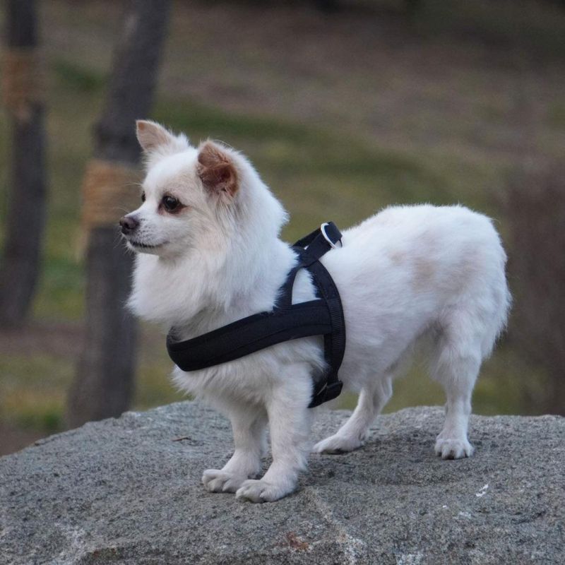 Vest Harness with Padded Adjustable Neoprene Pet Product