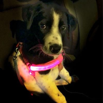 Rechargeable Glowing LED Pet Dog Cat Harness Safety Leash