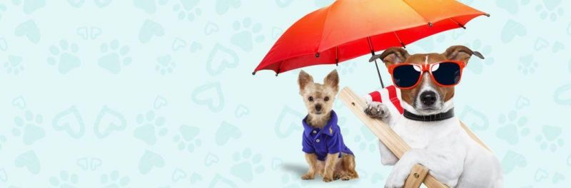 Wholesale Fashion Waterproof Hooded Dog Clothes Pet Large Dog Raincoat