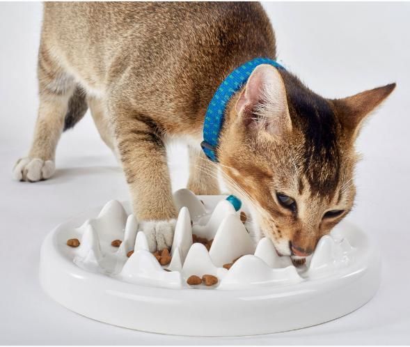 Slow Feeder Dog Bowl