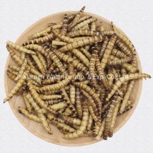Dried Superworms for Fish and Birds