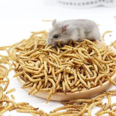 Wholesale Cheap Hamster Food Bread Worm Bulk Products