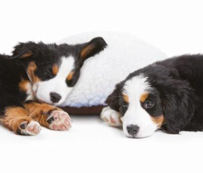 Bone Pet Heartbeat Pillow with Mother&prime;s Heartbeat Simulator