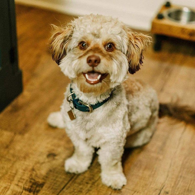 Sturdy Waterproof Dog Collar with Multiple Colors