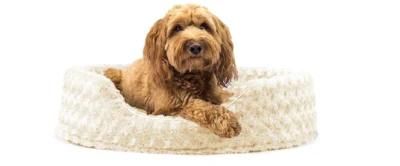 Round Oval Design Pet Dog Bed