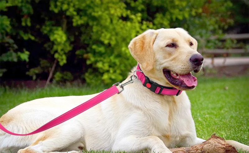 Soft Neoprene Padded Adjustable Dog Collar with Safety Locking Buckle