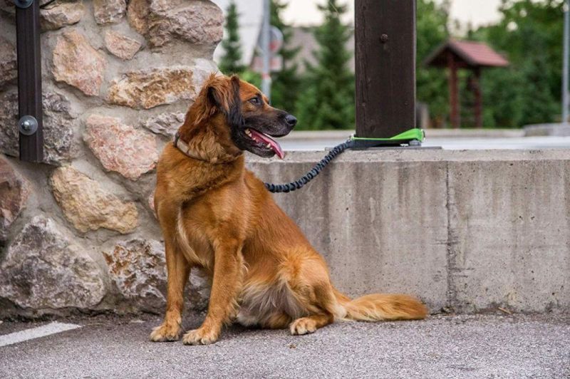 Wholesale Padded Handle Dog Rope Absorbing Dog Shock Absorbing Leash