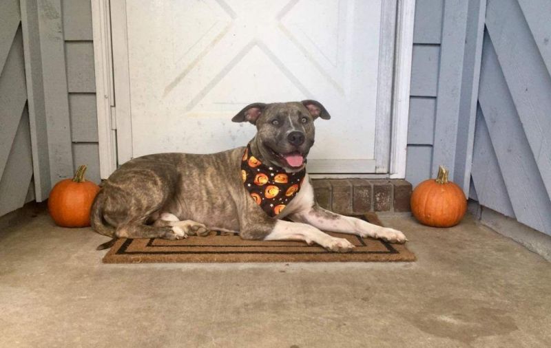Halloween Dog Bandana Pumpkin Reversible Triangle Bibs Scarf Accessories