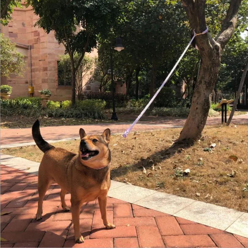 Ombre Luxury Leash for Dogs L Handcrafted Braided Cotton Rope Leash