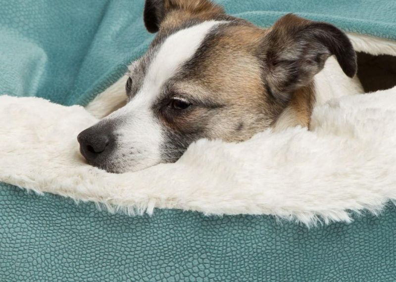Luxury Dog and Cat Bed with Blanket for Warmth and Security