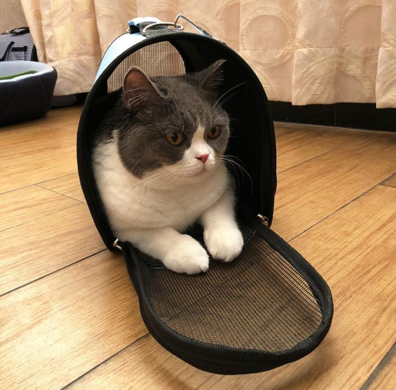 Pet Bag Foldable One Shoulder Oblique Portable Backpack Breathable Cat Bag Dog Bag Travel Carrying Case Dog Outgoing Accessories