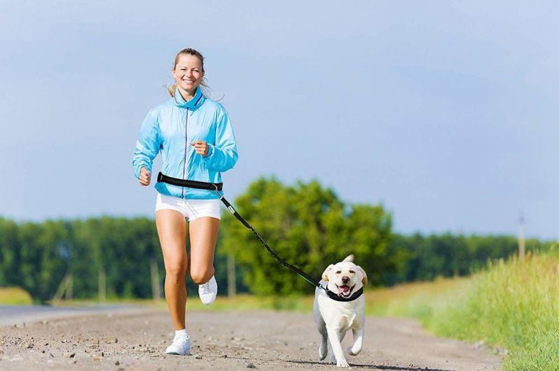 Dual Handle Reflective Shock Absorbing Bungee Dog Leash