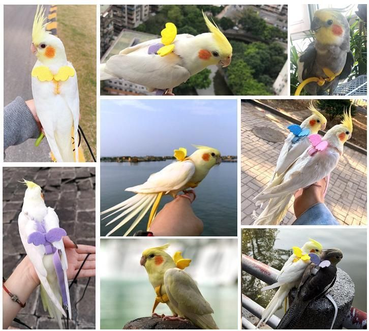 Pet Parrot Flying Rope Peony Parrot Xuanfeng Parrot