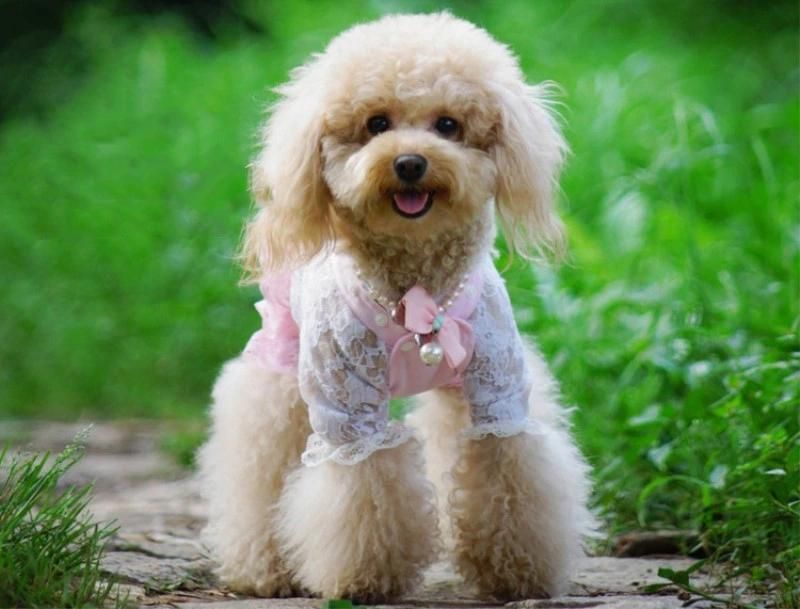 Pet Grooming Accessories Products Dog Bow Pet Accessories Pet Hairband