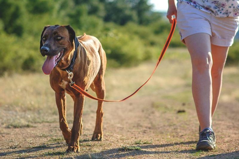 Orange-Gray Dog Lead Strong Nylon Rope No Slip Rubber Stitched 6 FT Long with Handle