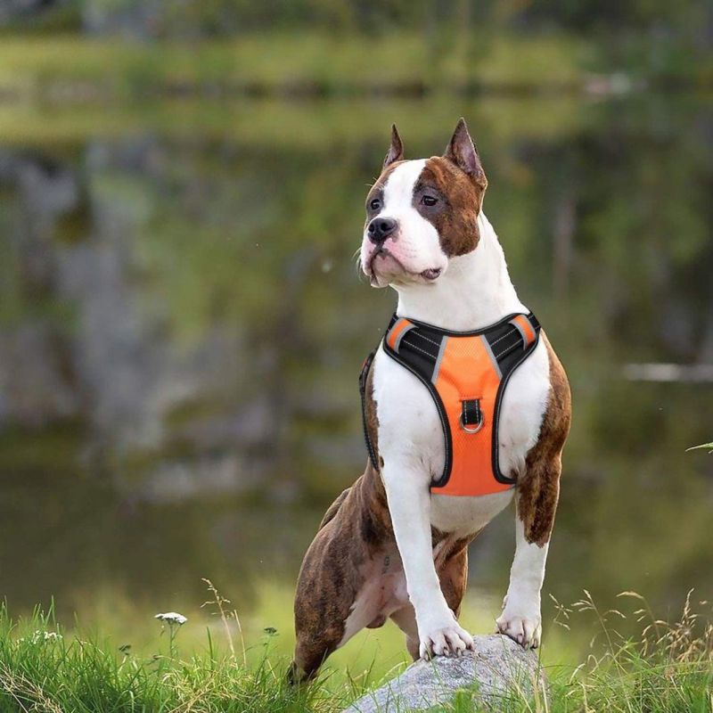 Dog Harness with Bright Bold Color and Reflective Straps