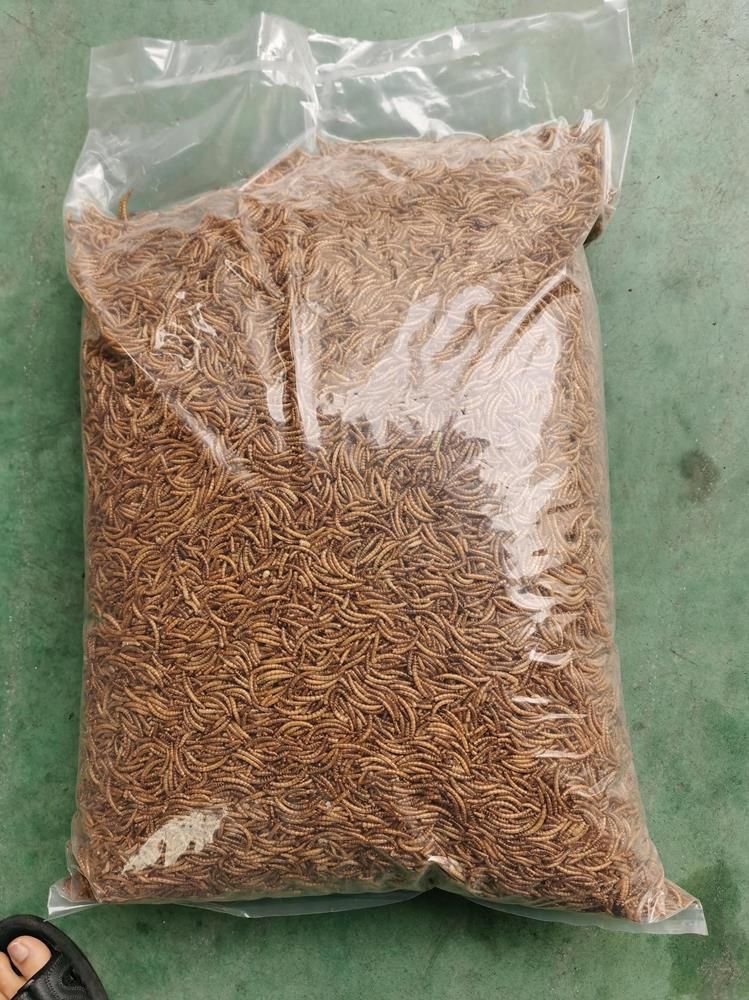 Pet Food Dried Mealworms