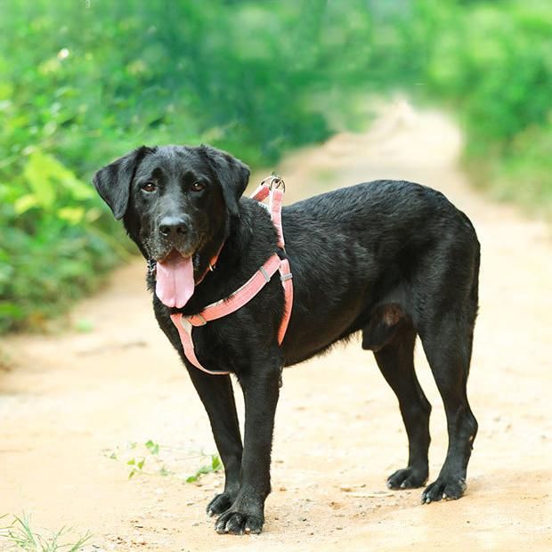 Wholesale Durable Adjustable Soft Bamboo Fiber Hemp Cotton Custom Pet Dogs Collars Leashes with Harnesses